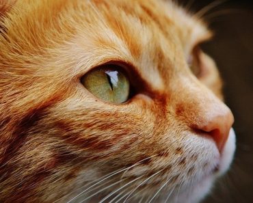 Rhume des chats et infections des voies respiratoires supérieures