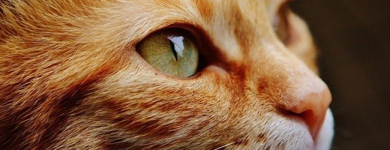 Rhume des chats et infections des voies respiratoires supérieures