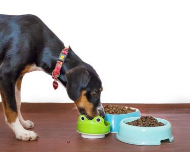 Alimentation des chiens à domicile : comment ça marche ?