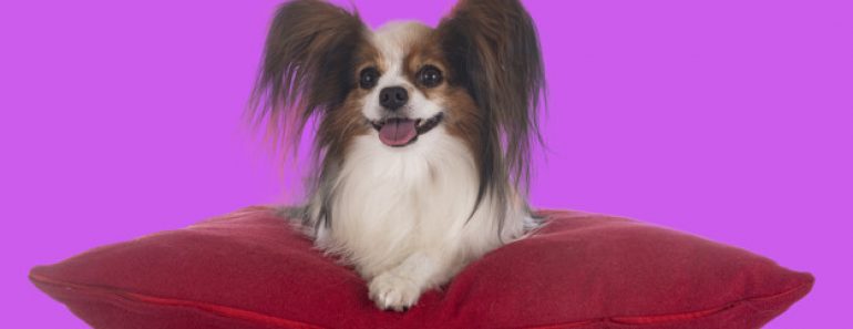 Comment laver un coussin de chien ?