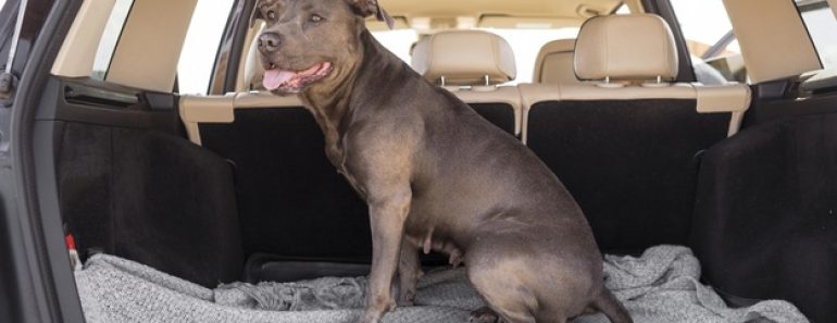 Comment transporter son chien en voiture en toute sécurité ? Comment transporter son chien en voiture en toute sécurité ?