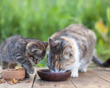 Comment savoir si je donne assez à manger à mon chat ?