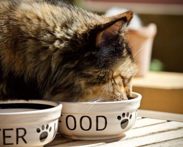 Quel est le meilleur aliment pour chat ?