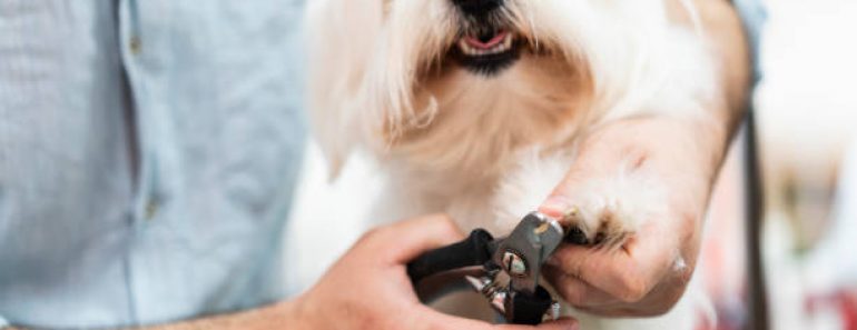 Comment couper les griffes d’un chien ? Comment couper les griffes d’un chien ?