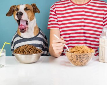 Les céréales sont-elles bonnes pour le chien ?