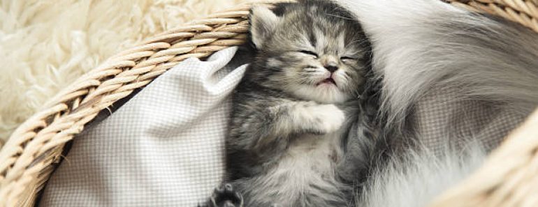 Est-ce qu&rsquo;un chat a besoin d&rsquo;un panier ?