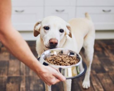 Pourquoi un chien doit-il avoir une alimentation équilibrée ?