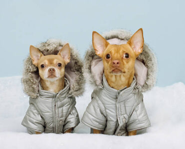 Les manteaux et vêtements indispensables pour votre chien en hiver