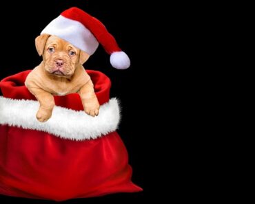 Découvrez les plus beaux pulls de Noël pour chiens et chats