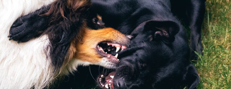 Les secrets pour bien brosser les dents de votre chien Les secrets pour bien brosser les dents de votre chien
