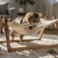 Comment aider votre chat à adopter son nouveau hamac sans difficulté