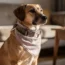 Collier bandana pour chien : associer solidité et élégance au quotidien