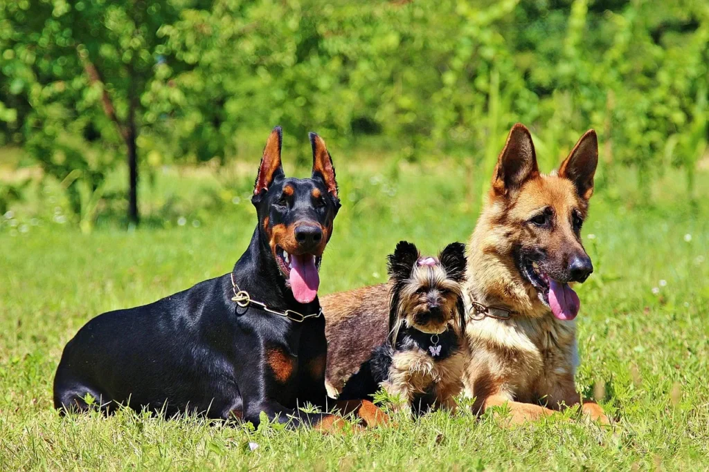Chiens et spiritualité : des compagnons qui apaisent l'âme
