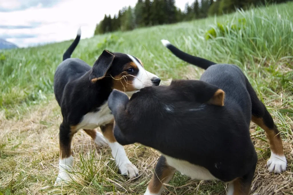 8 étapes pour créer un environnement propice au bien-être de votre chien