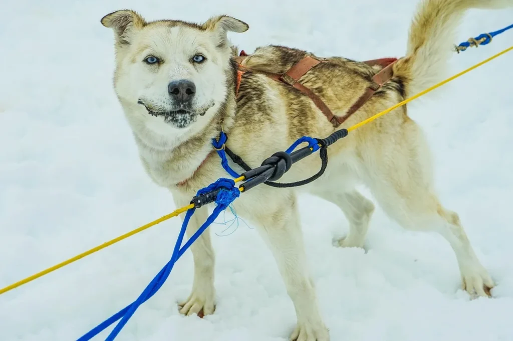 Guide des soins quotidiens pour un chien heureux et en santé