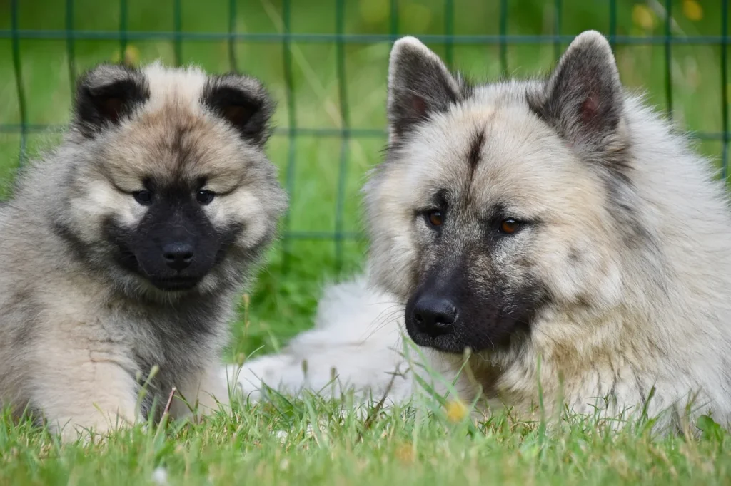 10 façons d'initier votre chien au skijoering