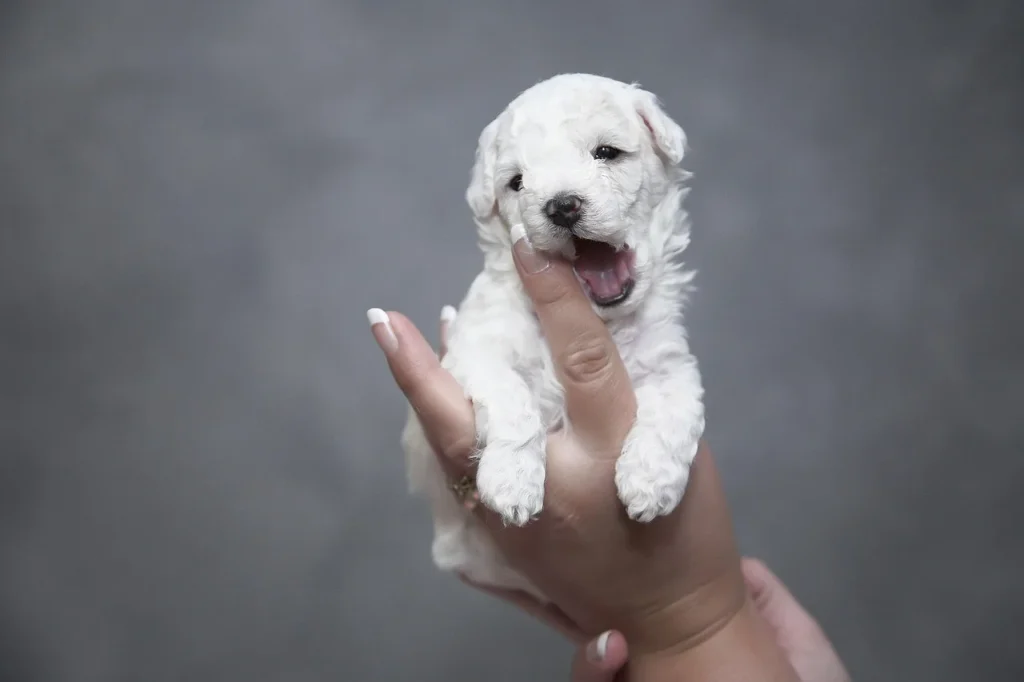 Guide en 5 étapes pour bien éduquer votre chien