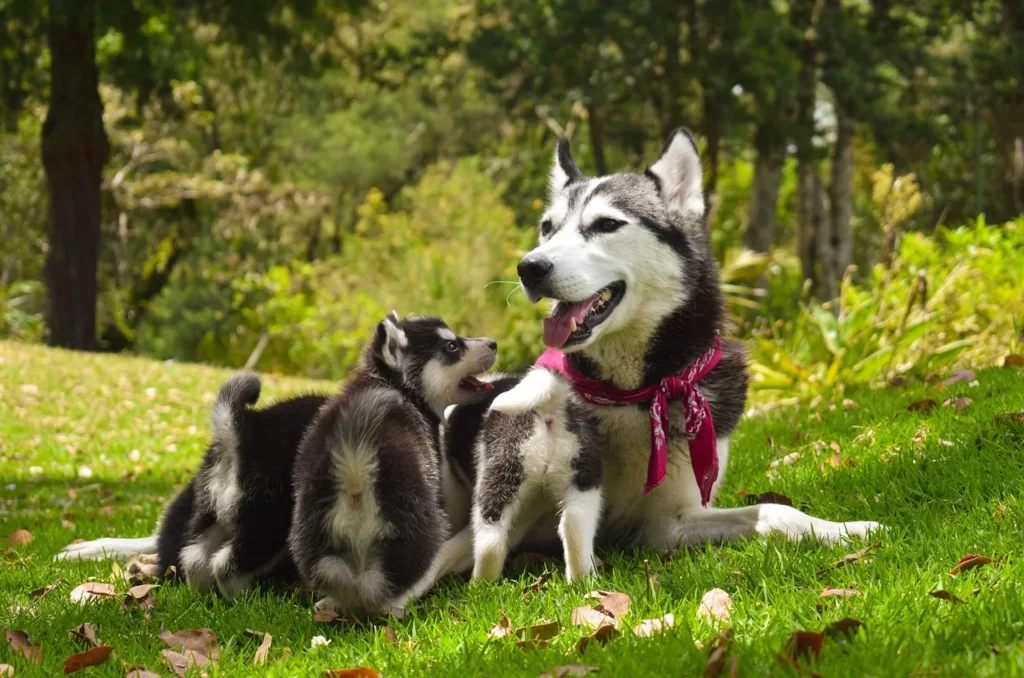 5 façons d'améliorer la vie de votre chien avec des activités équestres