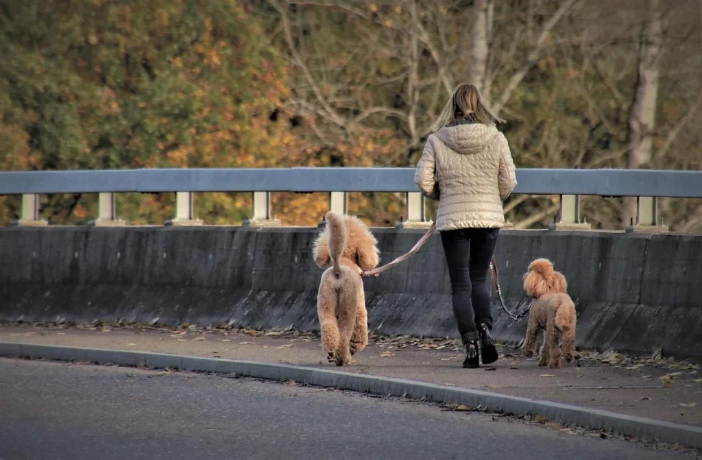 L'éducation canine : un nouveau métier en plein essor