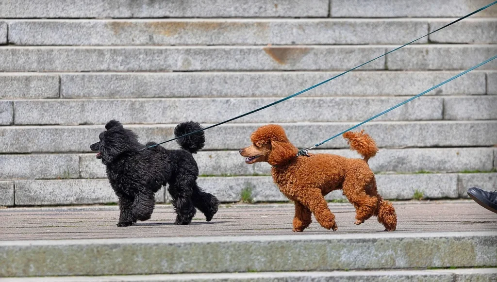 FAQ : Comment bien s'occuper de son chien au quotidien ?