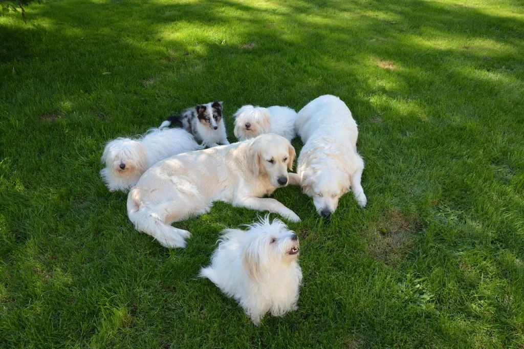 Comparatif : les meilleures pratiques pour éduquer votre chien
