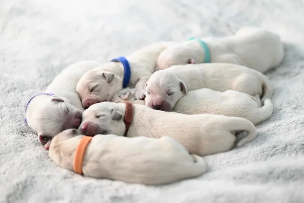 Guide étape par étape pour choisir un chien adapté à votre carrière
