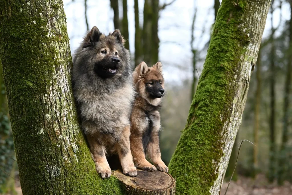 Assurer le bien-être de votre chien tout en gérant votre budget