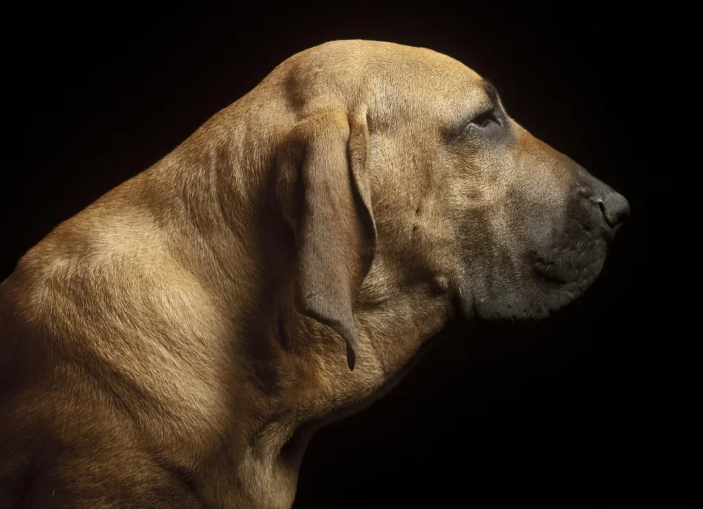 Comment intégrer son chien dans un budget familial