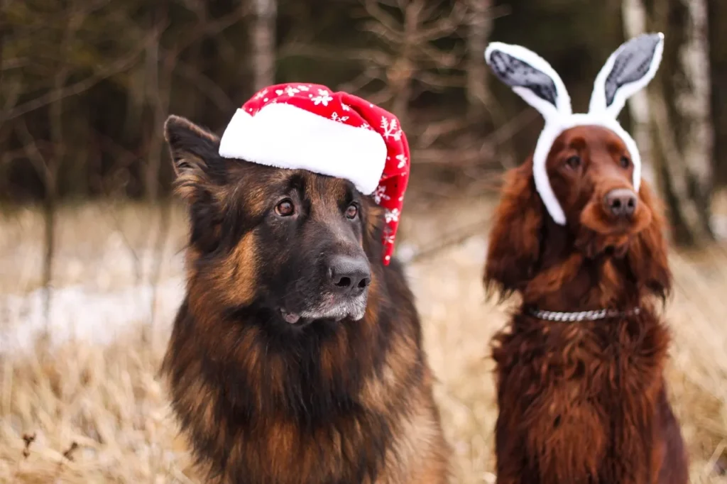 Comparatif des méthodes d'éducation canine pour un chien épanoui